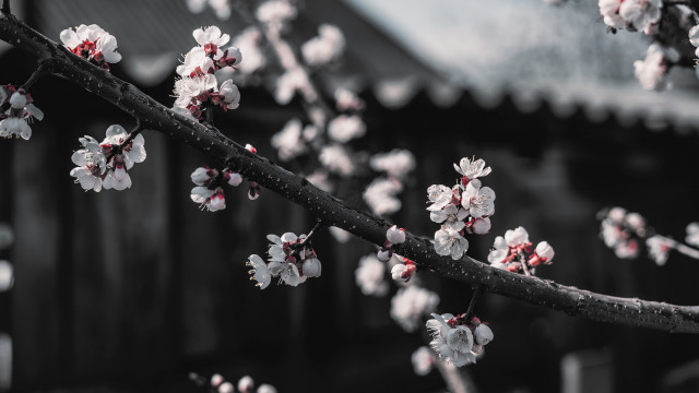 Branch white flowers black white free wallpaper for desktop - medium preview image