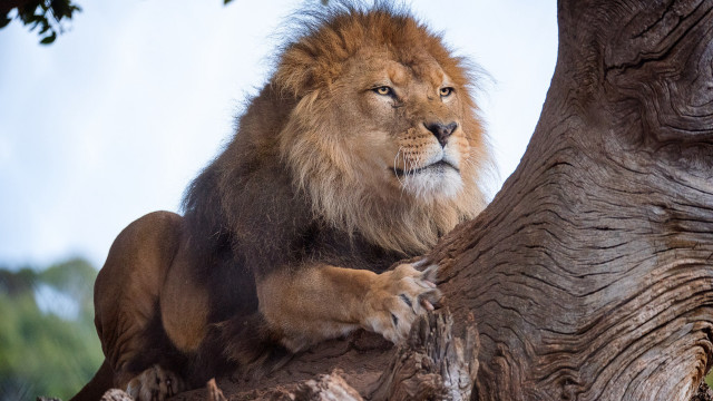 Lion tree branch paws serious free wallpaper for desktop - medium preview image