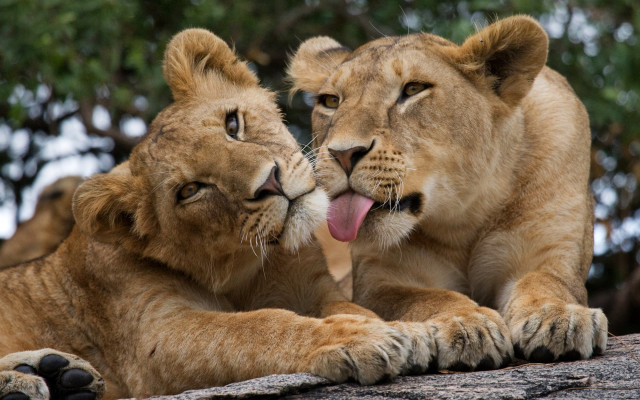 Lions rock licking tongue out free wallpaper for desktop - medium preview image