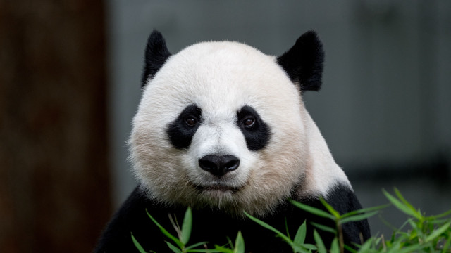 Panda sitting tree sad look free wallpaper for desktop - medium preview image