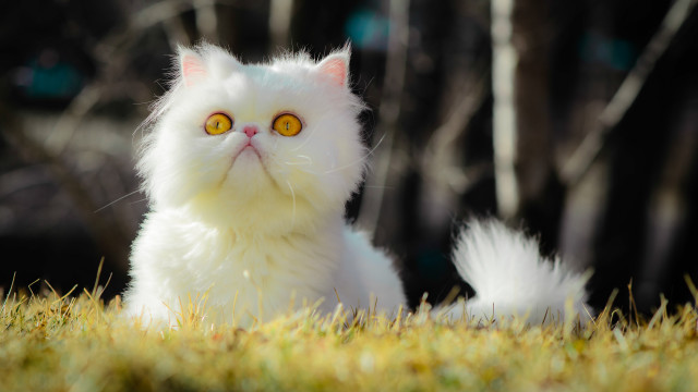 White cat yellow eyes grass #2 free wallpaper for desktop - medium preview image