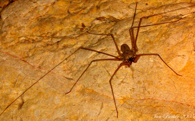 Spider sitting rock sun nature free wallpaper for desktop - medium preview image