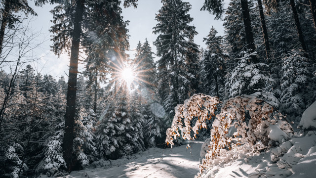 Skiing snowy forest sunset anamorphic free wallpaper for desktop - medium preview image