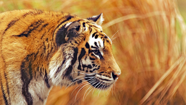 Tiger tallgrass closedeyes davidimms wildlife free wallpaper for desktop - medium preview image