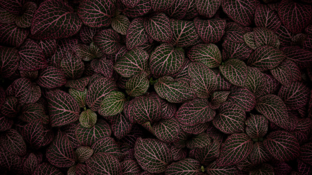 Purple green leaves borders generative free wallpaper for desktop - medium preview image