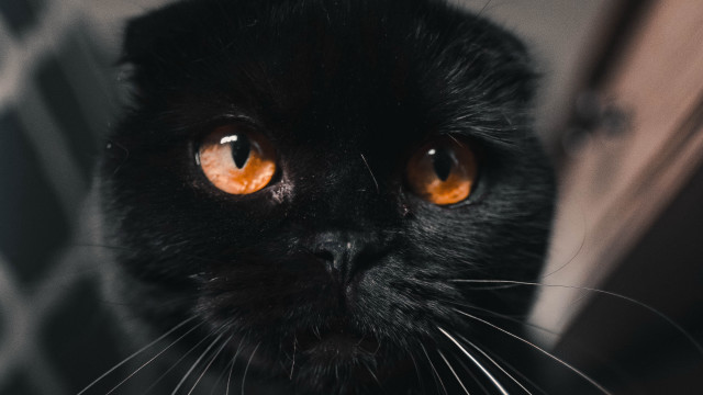 Black cat orange eyes serious free wallpaper for desktop - medium preview image