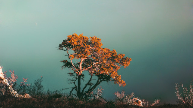 Tree orange leaves hill blue free wallpaper for desktop - medium preview image