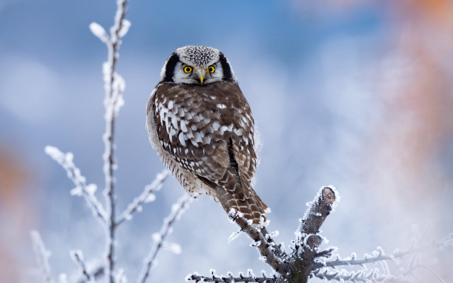 Small owl snowy forest branch free wallpaper for desktop - medium preview image