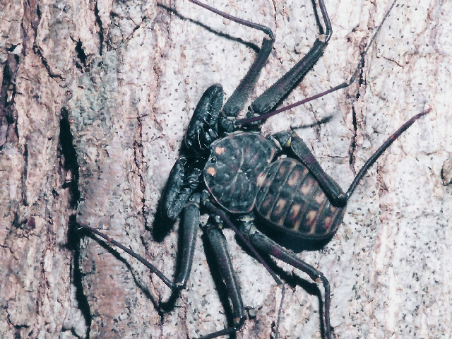 Large black spider tree trunk free wallpaper for desktop - medium preview image