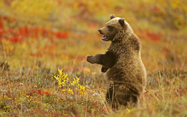 Brown bear autumn flower field free wallpaper for desktop - medium preview image