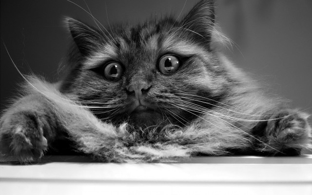 Surprised cat paws table big free wallpaper for desktop - medium preview image