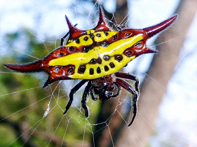 Yellow red spider markings back free wallpaper for desktop - medium preview image