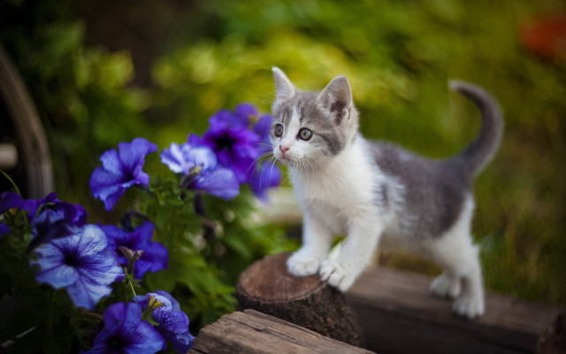 Kitten wood flower bike blurry free wallpaper for desktop - medium preview image