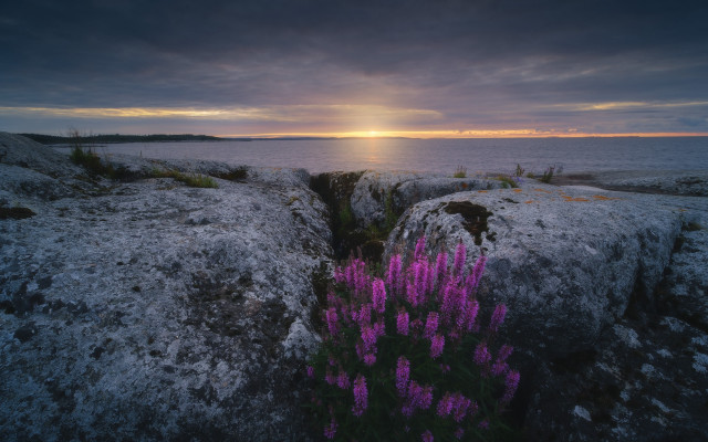 Purple flower beach sunset rocks free wallpaper for desktop - medium preview image