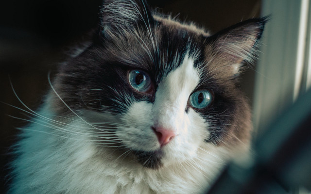 Sad cat blue eyes renaissance free wallpaper for desktop - medium preview image