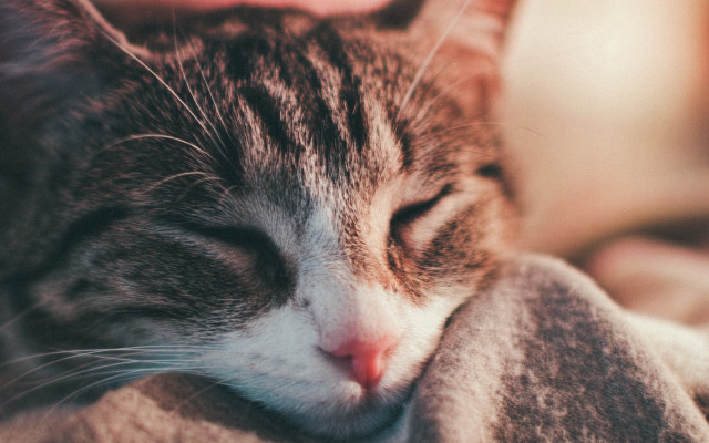 Cat sleeping blanket furry realistic free wallpaper for desktop - medium preview image