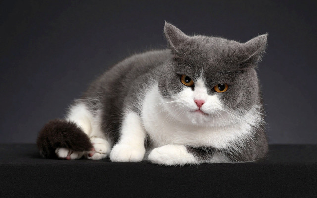 Gray white cat angry portrait free wallpaper for desktop - medium preview image