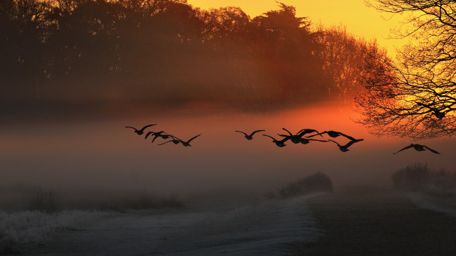 Birds foggy field sunset trees free wallpaper for desktop - medium preview image