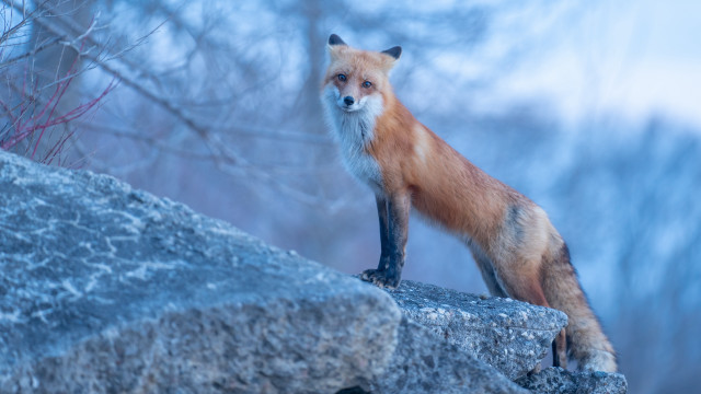 Red fox rock forest sky free wallpaper for desktop - medium preview image