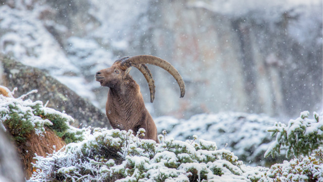 Ram horned sheep snowy mountain free wallpaper for desktop - medium preview image