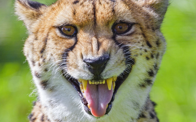 Cheetah closeup missing teeth blurry free wallpaper for desktop - medium preview image