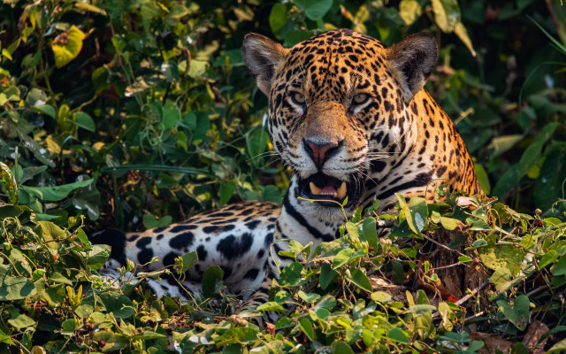 Leopard lying in forest open free wallpaper for desktop - medium preview image