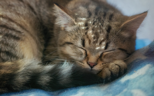 Cat sleeping blanket closed eyes #2 free wallpaper for desktop - medium preview image