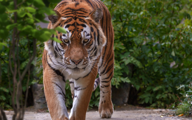 Tiger dirt road forest bush free wallpaper for desktop - medium preview image