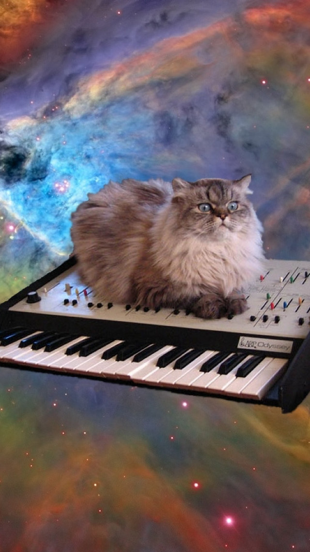 Cat sitting keyboard space stars free wallpaper for mobile - medium preview image