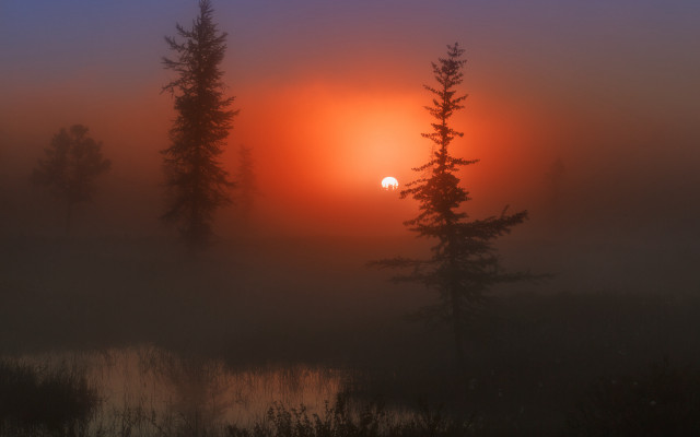 Foggy sunset trees lake matte free wallpaper for desktop - medium preview image