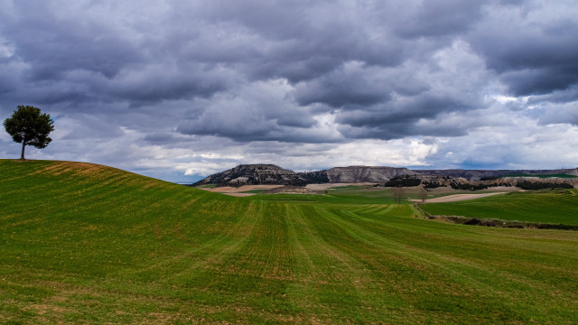 Lone tree grassy hill cloudy #2 free wallpaper for desktop - medium preview image