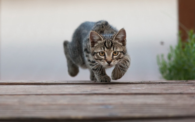 Cat running wooden deck plant free wallpaper for desktop - medium preview image