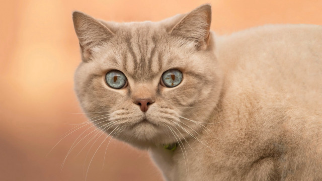 Cat blue eyes surreal symmetrical free wallpaper for desktop - medium preview image