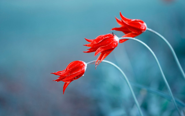 Red flowers water droplets macro free wallpaper for desktop - medium preview image