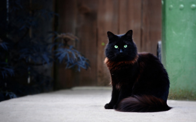 Black cat green eyes fence free wallpaper for desktop - medium preview image