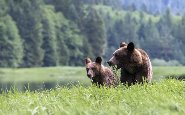 Brownbears grassyfield lakeforest ecologicalart wildlifephotography free wallpaper for desktop - medium preview image