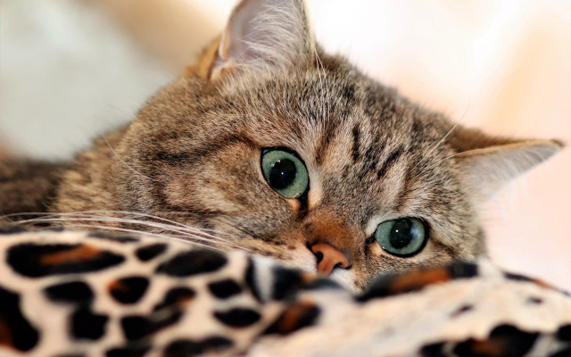Curious green eyed cat leopard free wallpaper for desktop - medium preview image