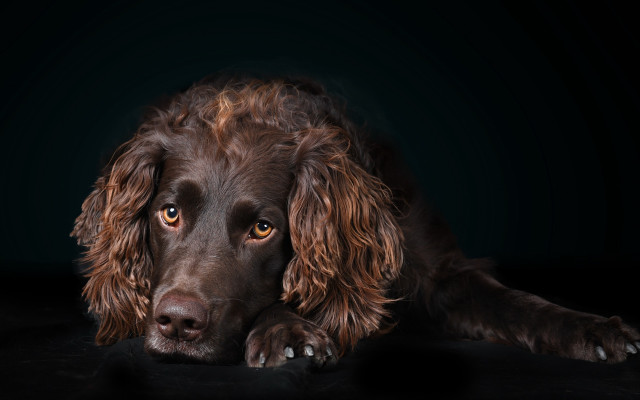 Sad dog black background photorealistic free wallpaper for desktop - medium preview image