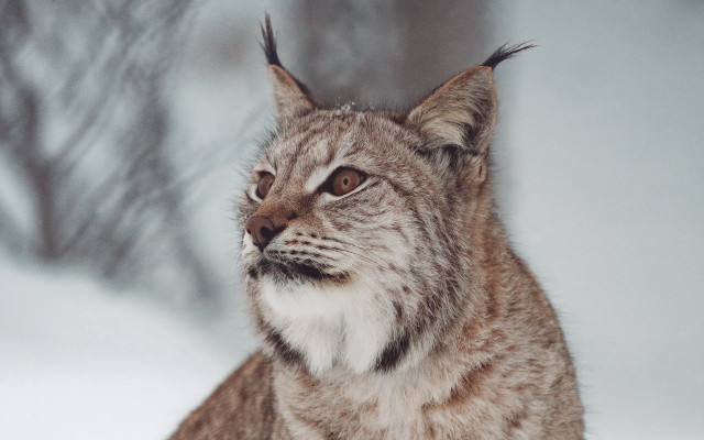 Cat snow portrait blurry nature free wallpaper for desktop - medium preview image