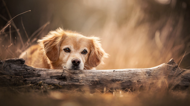 Dog over log woods beach free wallpaper for desktop - medium preview image