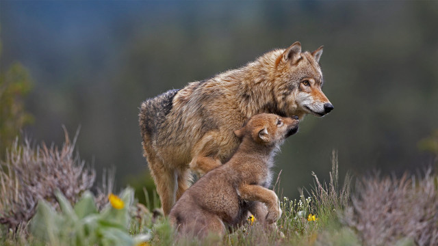 Wolf cub wildflowers grass nature #2 free wallpaper for desktop - medium preview image