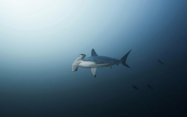 Shark diver ocean sunny figure free wallpaper for desktop - medium preview image