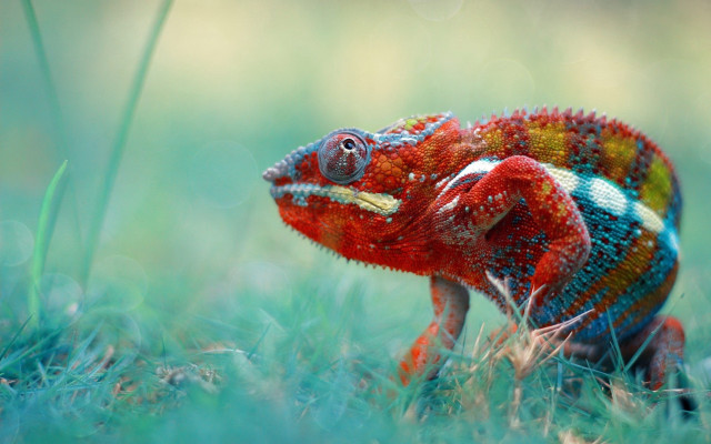 Colorful chameleon grass open tongue free wallpaper for desktop - medium preview image