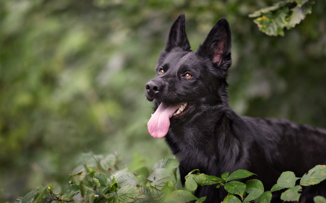 Black dog woods green leaves free wallpaper for desktop - medium preview image