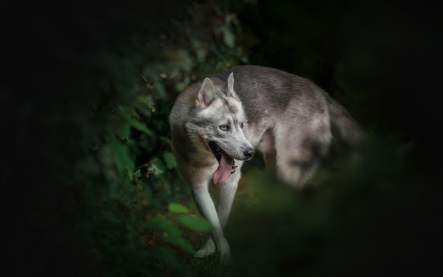 Dog holography portrait blurry outdoors free wallpaper for desktop - medium preview image