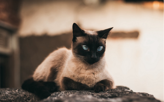 Siamese cat blue eyes rock free wallpaper for desktop - medium preview image