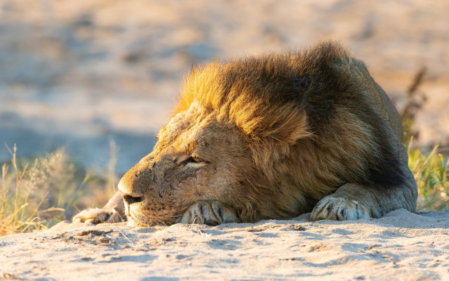 Lion sunbathing blurry mountain desert free wallpaper for desktop - medium preview image