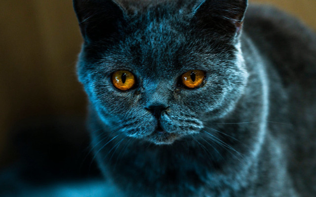 Yellow eyed cat symmetrical depth free wallpaper for desktop - medium preview image