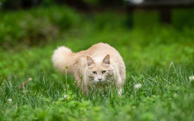 Cat grassy field blurry background #2 free wallpaper for desktop - medium preview image
