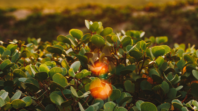 Bush green leaves red light free wallpaper for desktop - medium preview image